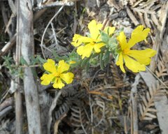Hibbertia sericea