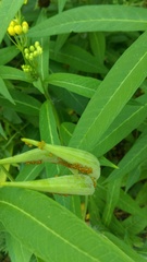 Aphis nerii