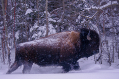 Bison bison bison