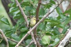 Zosterops virens virens