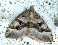 Xanthorhoe semifissata