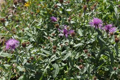 Centaurea × livonica
