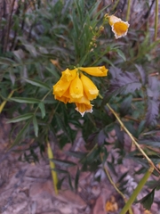 Tecoma stans angustata