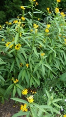 Asclepias