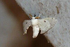 Penicillifera apicalis