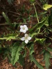 Convolvulus sagittatus