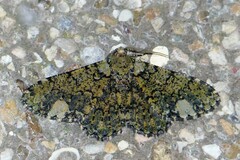 Ophthalmitis xanthypochlora