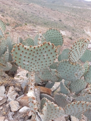 Opuntia rufida
