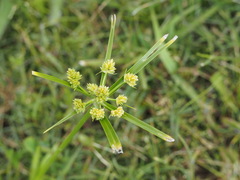 Cyperus