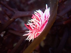 Okenia rosacea