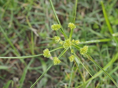 Cyperus