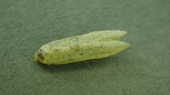 Blastobasis lacticolella