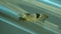Epinotia ramella