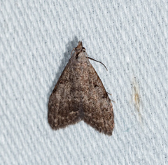 Nola pleurosema