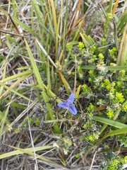 Dianella brevicaulis