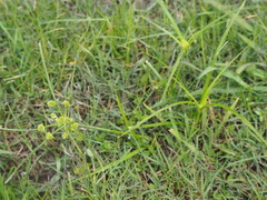 Cyperus