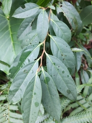 Diospyros morrisiana