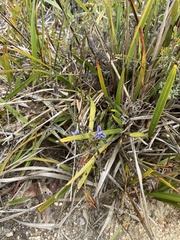 Dianella brevicaulis