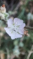 Bastardiastrum cinctum