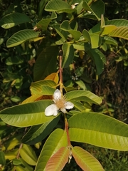 Psidium guajava image