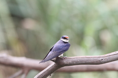 Hirundo albigularis