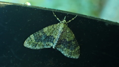Acasis viretata