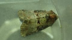 Mesoligia literosa