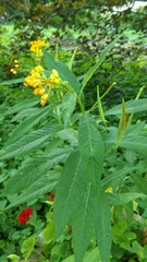 Asclepias