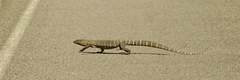 Varanus rosenbergi