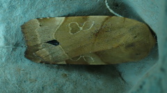 Noctua fimbriata