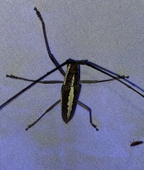 Neoptychodes trilineatus