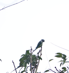 Psittacula columboides