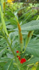 Aphis nerii