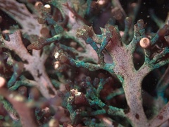 Rhodophyta