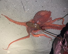 Enteroctopus dofleini