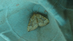 Eulithis populata