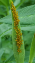 Aphis nerii