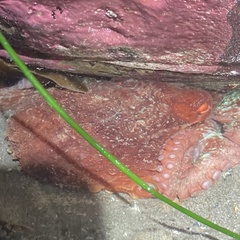 Enteroctopus dofleini