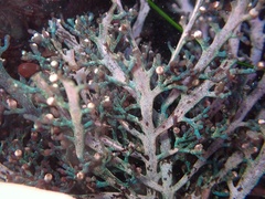 Rhodophyta