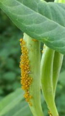 Aphis nerii