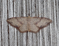 Idaea halmaea