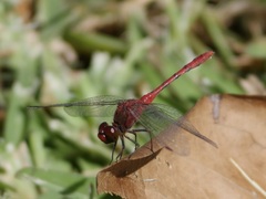 Diplacodes bipunctata