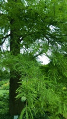 Taxodium distichum