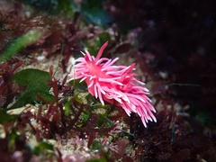 Okenia rosacea
