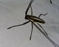 Neoptychodes trilineatus