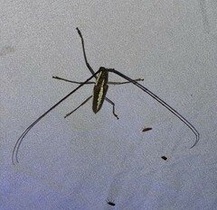 Neoptychodes trilineatus
