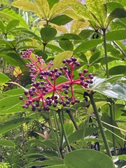 Medinilla formosana
