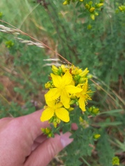 Hypericum perforatum