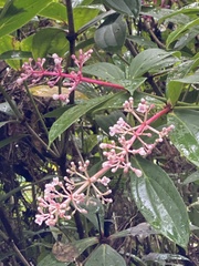 Medinilla formosana