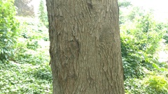 Taxodium distichum